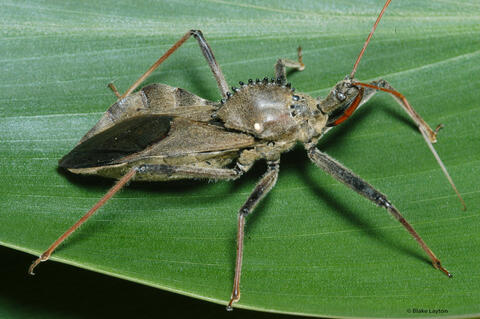 Wheel Bug Vol. 9, No. 18 | Mississippi State University Extension
